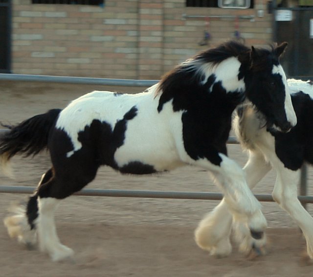 Gypsy And Drum Horses For Sale